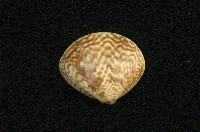 藏品(普通文蛤)的圖片